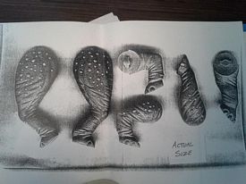 Aurora Stegosaurus