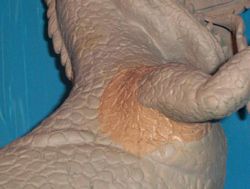 allosaurus build up