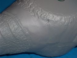 allosaurus build up