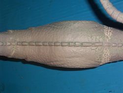allosaurus build up