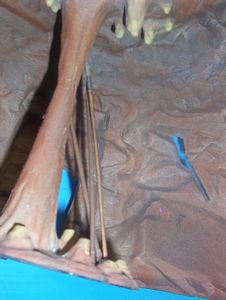 click for larger image