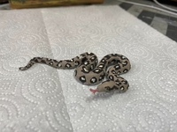 Filename=hidalgoswamp11.jpg
Filesize=227KiB
Dimensions=2048x1536
Date added=Aug 03, 2024 hidalgoswamp11.jpg